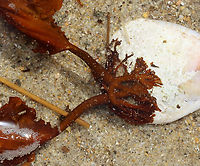 Sieve Kelp - Agarum clathratum Habitat: Attached to a shell; Intertidal zone<br />
https://www.jungledragon.com/image/155419/sieve_kelp_-_agarum_clathratum.html<br />
https://www.jungledragon.com/image/155421/sieve_kelp_-_agarum_clathratum.html<br />
https://www.jungledragon.com/image/155420/sieve_kelp_-_agarum_clathratum.html Agarum clathratum,Geotagged,Sieve Kelp,Spring,United States