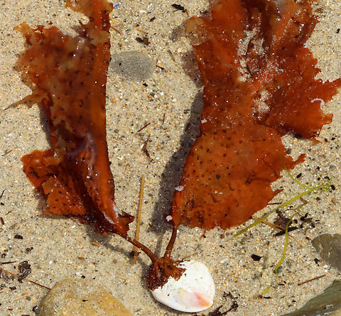 Sieve Kelp - Agarum clathratum Habitat: Attached to a shell; Intertidal zone
https://www.jungledragon.com/image/155419/sieve_kelp_-_agarum_clathratum.html
https://www.jungledragon.com/image/155421/sieve_kelp_-_agarum_clathratum.html
https://www.jungledragon.com/image/155420/sieve_kelp_-_agarum_clathratum.html Agarum,Agarum clathratum,Geotagged,Sieve Kelp,Spring,United States,kelp,seaweed