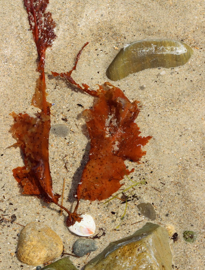 Sieve Kelp - Agarum clathratum Habitat: Attached to a shell; Intertidal zone<br />
<figure class="photo"><a href="https://www.jungledragon.com/image/155419/sieve_kelp_-_agarum_clathratum.html" title="Sieve Kelp - Agarum clathratum"><img src="https://s3.amazonaws.com/media.jungledragon.com/images/3232/155419_thumb.jpg?AWSAccessKeyId=05GMT0V3GWVNE7GGM1R2&Expires=1759968010&Signature=QgbI3iKnAOaCoUiaP%2FySOPtzkYQ%3D" width="200" height="166" alt="Sieve Kelp - Agarum clathratum Habitat: Attached to a shell; Intertidal zone<br />
https://www.jungledragon.com/image/155419/sieve_kelp_-_agarum_clathratum.html<br />
https://www.jungledragon.com/image/155421/sieve_kelp_-_agarum_clathratum.html<br />
https://www.jungledragon.com/image/155420/sieve_kelp_-_agarum_clathratum.html Agarum clathratum,Geotagged,Sieve Kelp,Spring,United States" /></a></figure><br />
<figure class="photo"><a href="https://www.jungledragon.com/image/155421/sieve_kelp_-_agarum_clathratum.html" title="Sieve Kelp - Agarum clathratum"><img src="https://s3.amazonaws.com/media.jungledragon.com/images/3232/155421_thumb.jpg?AWSAccessKeyId=05GMT0V3GWVNE7GGM1R2&Expires=1759968010&Signature=LjQs6SIubllEbARwvgcu0Sv%2BOxI%3D" width="116" height="152" alt="Sieve Kelp - Agarum clathratum Habitat: Attached to a shell; Intertidal zone<br />
https://www.jungledragon.com/image/155419/sieve_kelp_-_agarum_clathratum.html<br />
https://www.jungledragon.com/image/155421/sieve_kelp_-_agarum_clathratum.html<br />
https://www.jungledragon.com/image/155420/sieve_kelp_-_agarum_clathratum.html Agarum clathratum,Geotagged,Sieve Kelp,Spring,United States" /></a></figure><br />
<figure class="photo"><a href="https://www.jungledragon.com/image/155420/sieve_kelp_-_agarum_clathratum.html" title="Sieve Kelp - Agarum clathratum"><img src="https://s3.amazonaws.com/media.jungledragon.com/images/3232/155420_thumb.jpg?AWSAccessKeyId=05GMT0V3GWVNE7GGM1R2&Expires=1759968010&Signature=%2BQDuv%2FyihcadPTaYAOARSLwOd2Y%3D" width="200" height="186" alt="Sieve Kelp - Agarum clathratum Habitat: Attached to a shell; Intertidal zone<br />
https://www.jungledragon.com/image/155419/sieve_kelp_-_agarum_clathratum.html<br />
https://www.jungledragon.com/image/155421/sieve_kelp_-_agarum_clathratum.html<br />
https://www.jungledragon.com/image/155420/sieve_kelp_-_agarum_clathratum.html Agarum,Agarum clathratum,Geotagged,Sieve Kelp,Spring,United States,kelp,seaweed" /></a></figure> Agarum clathratum,Geotagged,Sieve Kelp,Spring,United States