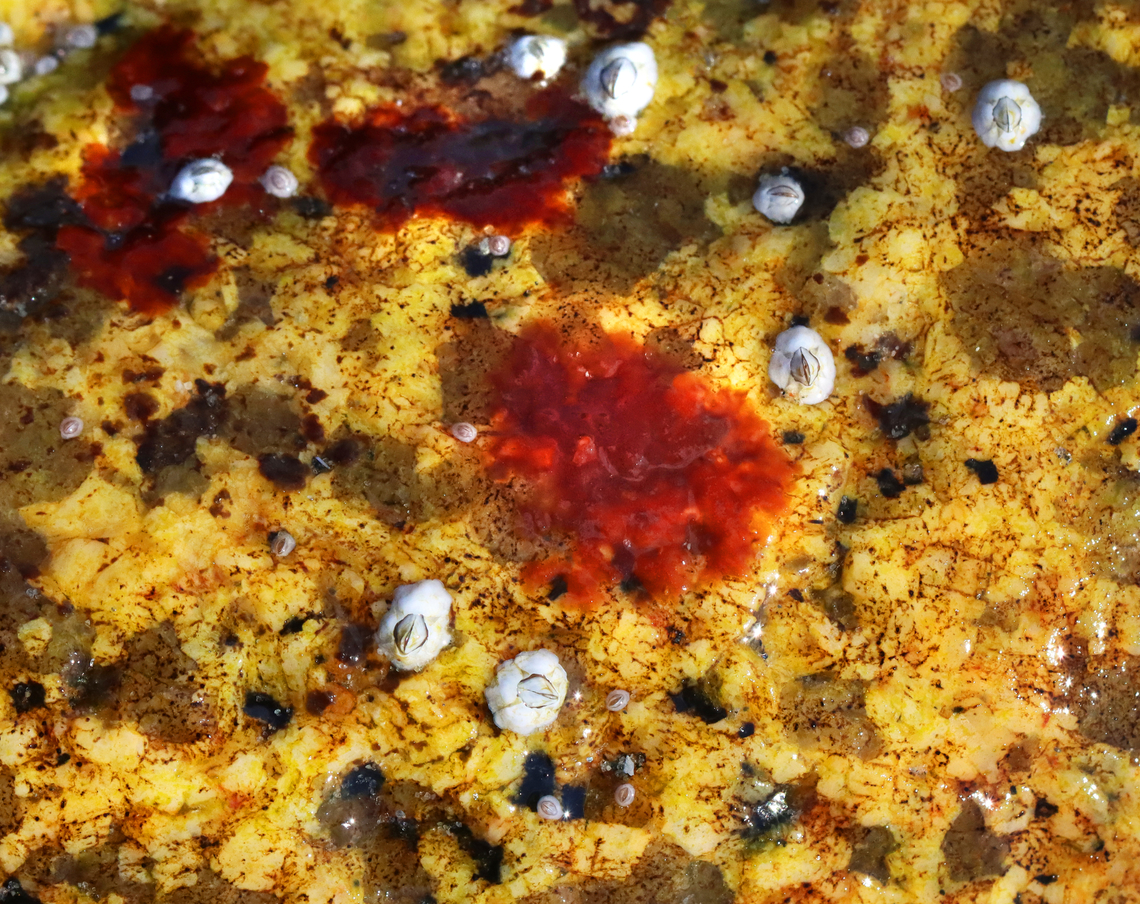 Red Algae - Phylum Rhodophyta? Hildenbrandia?<br />
<br />
Growing on rocks exposed during low tide. Geotagged,Rhodophyta,Spring,United States,algae,red algae