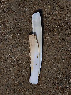 Razor Clam - Ensis leei Habitat: Intertidal zone Atlantic jackknife clam,Ensis,Ensis leei,Geotagged,Spring,United States,clam,razor clam