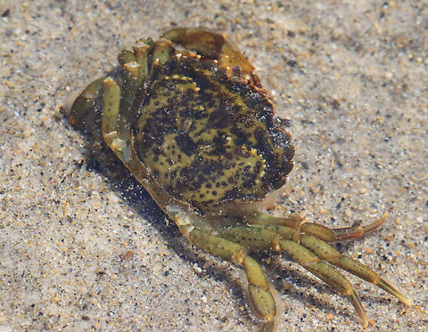 Crab - Carcinus maenas Habitat: Intertidal zone Carcinus,Carcinus maenas,Common littoral crab,Geotagged,Spring,United States,crab