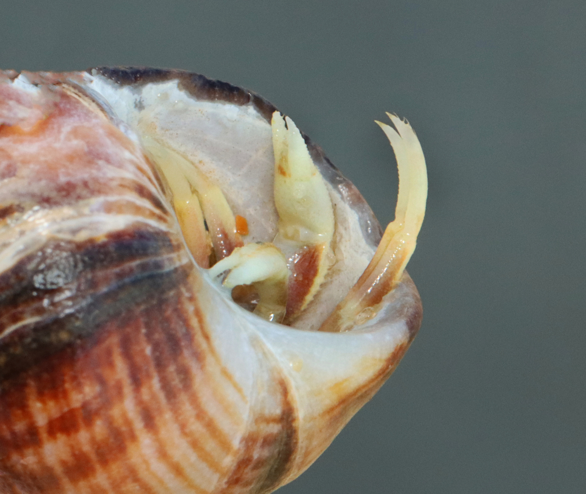 Hermit Crab - Pagurus longicarpus Habitat: Intertidal zone<br />
<figure class="photo"><a href="https://www.jungledragon.com/image/155426/hermit_crab_-_pagurus_longicarpus.html" title="Hermit Crab - Pagurus longicarpus"><img src="https://s3.amazonaws.com/media.jungledragon.com/images/3232/155426_thumb.jpg?AWSAccessKeyId=05GMT0V3GWVNE7GGM1R2&Expires=1767225610&Signature=9UBjGEz0SozoHVIlHh6MsCgjYPk%3D" width="200" height="148" alt="Hermit Crab - Pagurus longicarpus Habitat:  Intertidal zone<br />
https://www.jungledragon.com/image/155425/hermit_crab_-_pagurus_longicarpus.html Geotagged,Long-wristed Hermit Crab,Pagurus,Pagurus longicarpus,Spring,United States,crab,hermit crab" /></a></figure> Geotagged,Long-wristed Hermit Crab,Pagurus longicarpus,Spring,United States