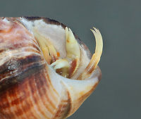 Hermit Crab - Pagurus longicarpus Habitat: Intertidal zone<br />
https://www.jungledragon.com/image/155426/hermit_crab_-_pagurus_longicarpus.html Geotagged,Long-wristed Hermit Crab,Pagurus longicarpus,Spring,United States