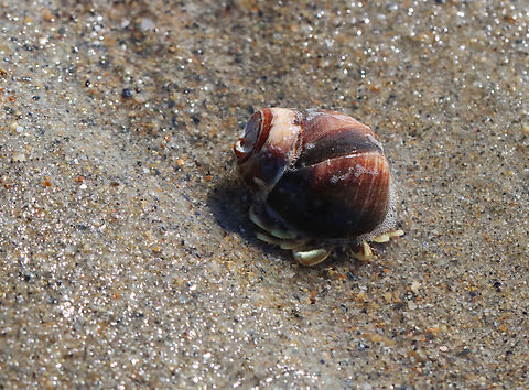 Hermit Crab - Pagurus longicarpus Habitat:  Intertidal zone
https://www.jungledragon.com/image/155425/hermit_crab_-_pagurus_longicarpus.html Geotagged,Long-wristed Hermit Crab,Pagurus,Pagurus longicarpus,Spring,United States,crab,hermit crab