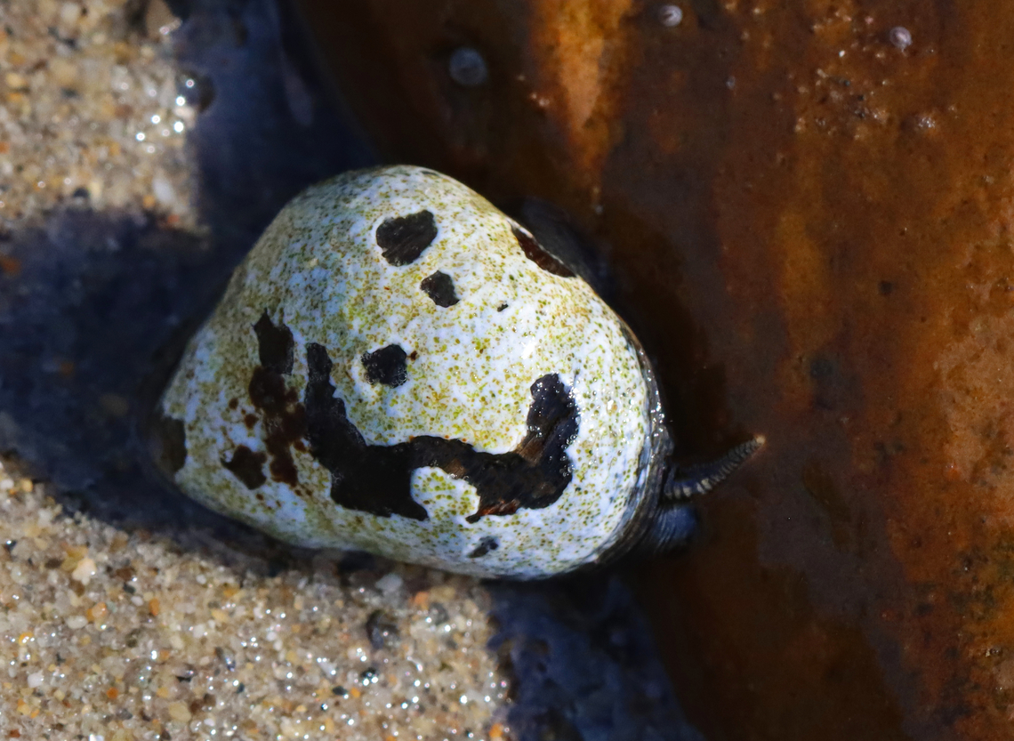 Coralline Algae - Class Florideophyceae? Coralline algae(?) growing on snail shell; the snails were on rocks that were exposed during low tide.<br />
<br />
Habitat: Intertidal zone Florideophyceae,Geotagged,Spring,United States,algae