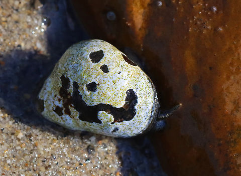 Coralline Algae - Class Florideophyceae? Coralline algae(?) growing on snail shell; the snails were on rocks that were exposed during low tide.

Habitat: Intertidal zone Florideophyceae,Geotagged,Spring,United States,algae