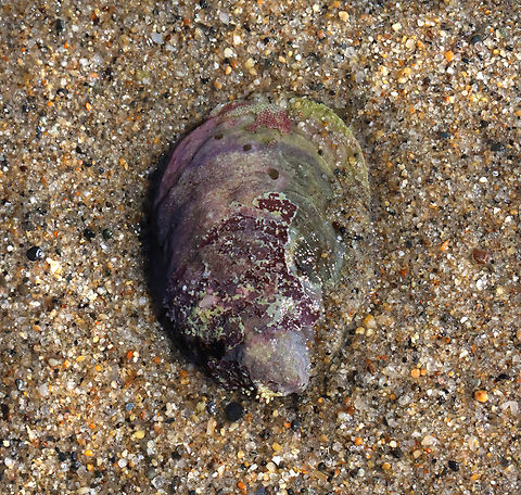 Slippersnail - Crepidula fornicata Habitat: Intertidal zone Common Atlantic Slippersnail,Crepidula,Crepidula fornicata,Geotagged,Spring,United States,slippersnail