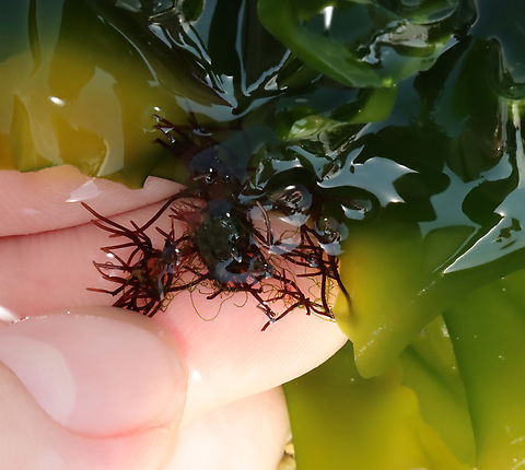 Sea Lettuce - Ulva lactuca Habitat: Intertidal zone
https://www.jungledragon.com/image/155430/sea_lettuce_-_ulva_lactuca.html Geotagged,Green Laver,Spring,Ulva lactuca,United States