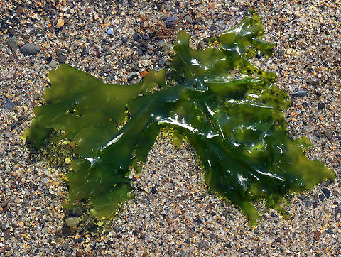 Sea Lettuce - Ulva lactuca Habitat: Intertidal zone
https://www.jungledragon.com/image/155429/sea_lettuce_-_ulva_lactuca.html Geotagged,Green Laver,Spring,Ulva lactuca,United States,sea lettuce,ulva