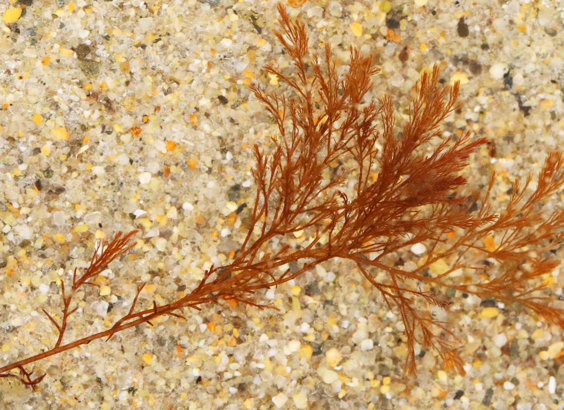 Red Seaweed - Phylum Rhodophyta Habitat: Intertidal zone<br />
<figure class="photo"><a href="https://www.jungledragon.com/image/155432/red_seaweed_-_phylum_rhodophyta.html" title="Red Seaweed - Phylum Rhodophyta"><img src="https://s3.amazonaws.com/media.jungledragon.com/images/3232/155432_thumb.jpg?AWSAccessKeyId=05GMT0V3GWVNE7GGM1R2&Expires=1770854410&Signature=nrHLJRgdZlAswq0knFBeHUf9ehI%3D" width="200" height="158" alt="Red Seaweed - Phylum Rhodophyta Habitat: Intertidal zone<br />
https://www.jungledragon.com/image/155431/red_seaweed_-_phylum_rhodophyta.html Geotagged,Rhodophyta,Spring,United States,algae,red algae,red seaweed,seaweed" /></a></figure> Geotagged,Spring,United States