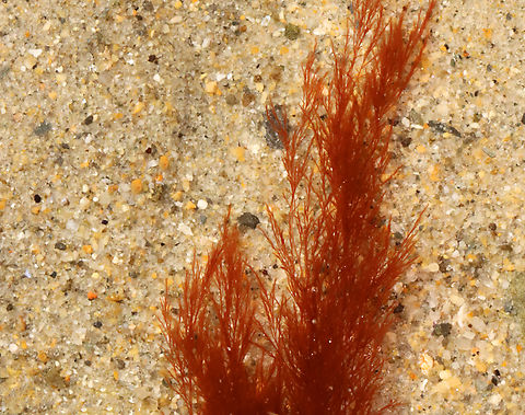 Red Seaweed - Phylum Rhodophyta Habitat: Intertidal zone
https://www.jungledragon.com/image/155431/red_seaweed_-_phylum_rhodophyta.html Geotagged,Rhodophyta,Spring,United States,algae,red algae,red seaweed,seaweed