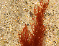 Red Seaweed - Phylum Rhodophyta Habitat: Intertidal zone<br />
https://www.jungledragon.com/image/155431/red_seaweed_-_phylum_rhodophyta.html Geotagged,Rhodophyta,Spring,United States,algae,red algae,red seaweed,seaweed
