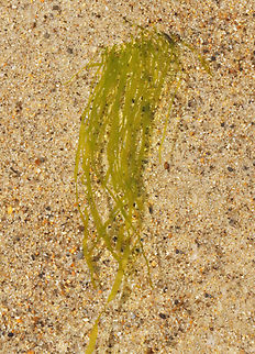 Gutweed - Ulva intestinalis? Habitat: Intertidal zone Geotagged,Gutweed,Spring,Ulva,Ulva intestinalis,United States,algae,seaweed