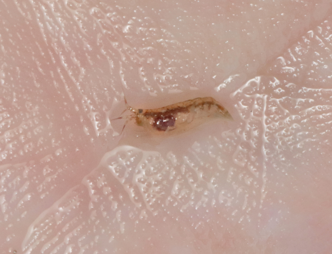 Amphipod - Order Amphipoda There were loads of them in the surf during low tide. Amphipoda,Geotagged,Spring,United States,amphipod