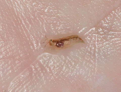 Amphipod - Order Amphipoda There were loads of them in the surf during low tide. Amphipoda,Geotagged,Spring,United States,amphipod