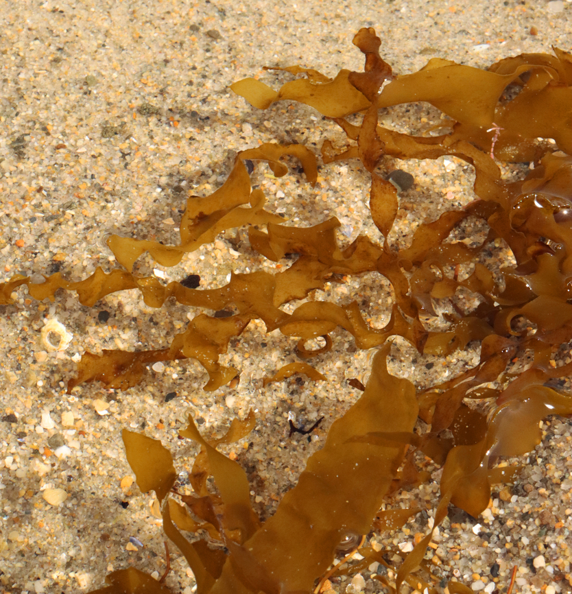 Algae - Class Phaeophyceae Habitat: Intertidal zone Geotagged,Phaeophyceae,Spring,United States,algae,seaweed