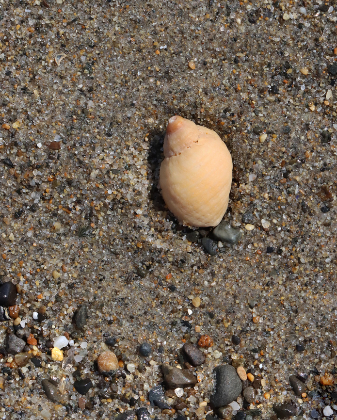 Dog Whelk - Nucella lapillus Habitat: Intertidal zone Dog whelk,Geotagged,Nucella,Nucella lapillus,Spring,United States,snail,whelk