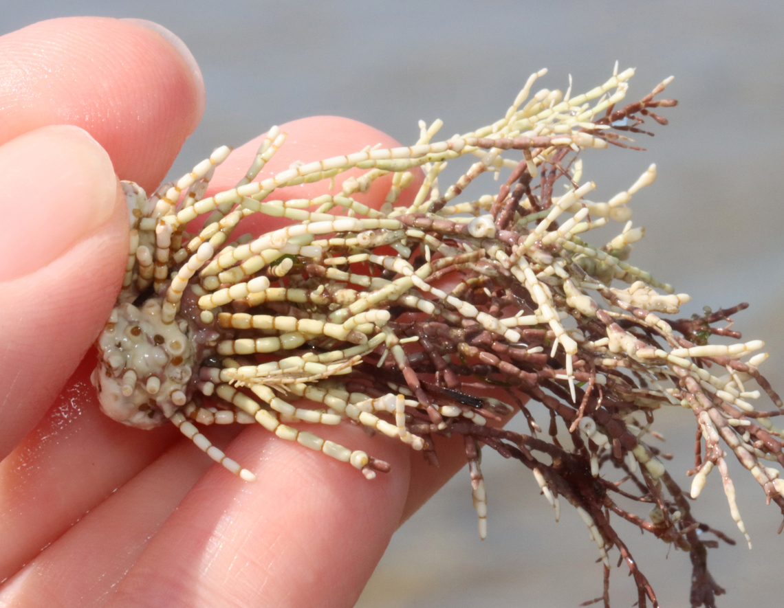 Calcareous Red Seaweed - Corallina officinalis Partly bleached, partly not.<br />
<br />
Habitat: Washed up on beach during low tide Common Coralline,Corallina,Corallina officinalis,Geotagged,Spring,United States,algae,red seaweed,seaweed