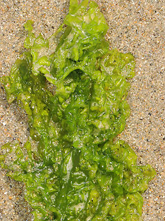 Sea Lettuce - Ulva lactuca I think this is the ruffled variety. Or else, the ID is wrong.

Habitat: Washed up on beach during low tide Geotagged,Green Laver,Spring,Ulva lactuca,United States,algae,green seaweed,sea lettuce,seaweed,ulva