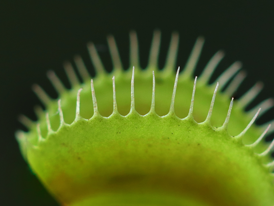 Venus Flytrap - Dionaea muscipula The Venus Flytrap is a carnivorous plant. The plant&rsquo;s bi-lobed leaves have sensory hairs that trigger the trap to close only when touched twice within 20 seconds. This eliminates false closures. The edges of the trap have sharp spikes, which interlock, preventing prey from escaping. Next, digestion begins, but only if the prey in the trap is a living insect as the plant can discern movement. By secreting enzymes, the trap transforms the insect into soupy goo, which is then absorbed into the plant&rsquo;s tissues.<br />
<br />
*This is a houseplant Carnivorous plant,Dionaea muscipula,Fall,Geotagged,United States,Venus flytrap,dionaea,houseplant