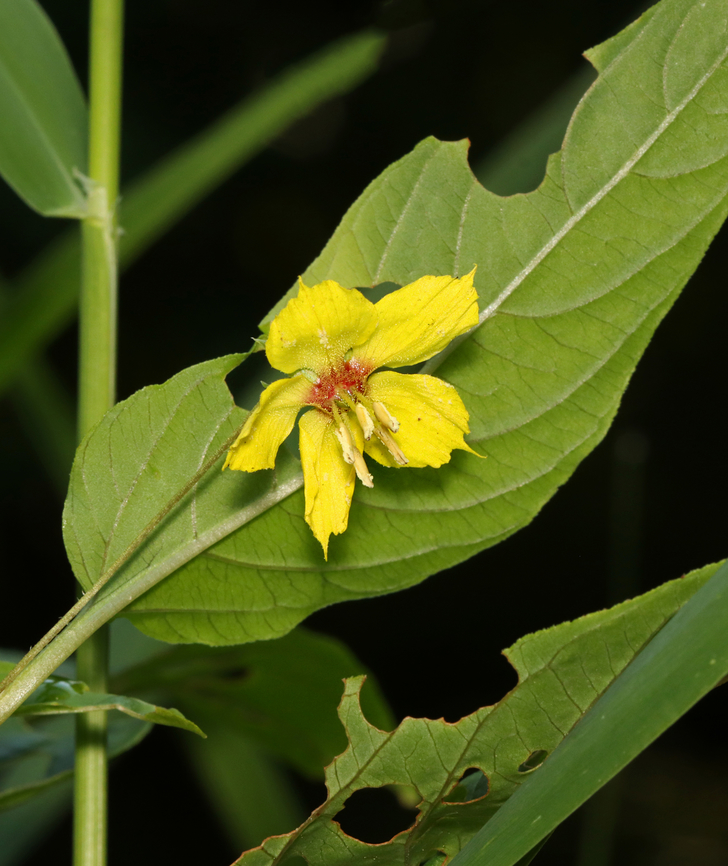 Fringed Loosestrife - Lysimachia ciliata Fun fact: This plant offers oil instead of nectar as a reward to its pollinators.<br />
<br />
Habitat: Mesic, mixed forest Fringed loosestrife,Geotagged,Lysimachia,Lysimachia ciliata,Summer,United States,loosestrife