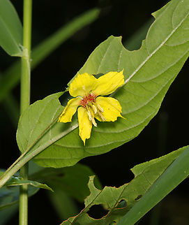 Fringed loosestrife