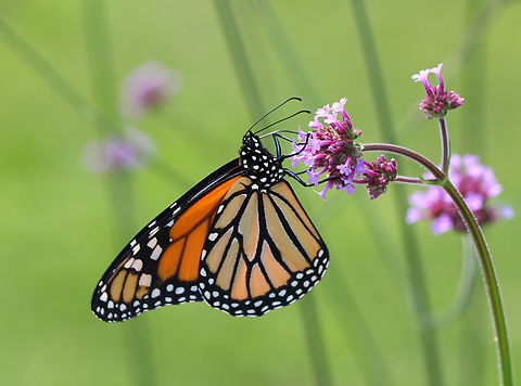Monarch - Danaus plexippus Habitat: Garden Danaus plexippus,Geotagged,Monarch butterfly,Summer,United States,butterfly,danaus,monarch