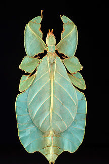 Leaf Insect - Order Phasmatodea, Pulchriphyllium giganteum *Pinned specimen Giant Leaf Insect,Pulchriphyllium,Pulchriphyllium giganteum,leaf insect