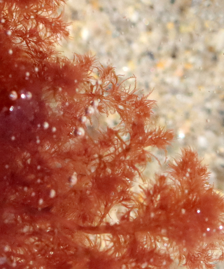 Red Seaweed - Rhodophyta Maybe Polysiphonia sp. or Ceramium sp.<br />
<br />
Habitat: Floating around in the surf at low tide Geotagged,Spring,United States,algae,rhodophyta,seaweed