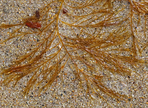 Stringy Acid Kelp - Desmarestia viridis Habitat: Floating around in the surf during low tide
https://www.jungledragon.com/image/155962/stringy_acid_kelp_-_desmarestia_viridis.html Desmarestia,Desmarestia viridis,Geotagged,Spring,Stringy Acid Kelp,United States,algae,seaweed