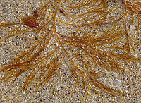 Stringy Acid Kelp - Desmarestia viridis Habitat: Floating around in the surf during low tide<br />
https://www.jungledragon.com/image/155962/stringy_acid_kelp_-_desmarestia_viridis.html Desmarestia,Desmarestia viridis,Geotagged,Spring,Stringy Acid Kelp,United States,algae,seaweed