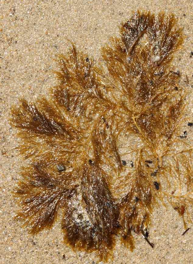 Stringy Acid Kelp - Desmarestia viridis Habitat: Floating around in the surf during low tide<br />
<figure class="photo"><a href="https://www.jungledragon.com/image/155961/stringy_acid_kelp_-_desmarestia_viridis.html" title="Stringy Acid Kelp - Desmarestia viridis"><img src="https://s3.amazonaws.com/media.jungledragon.com/images/3232/155961_thumb.jpg?AWSAccessKeyId=05GMT0V3GWVNE7GGM1R2&Expires=1759968010&Signature=It2%2F%2B5VYlnDRDY5RQ5fcQVO4ecA%3D" width="200" height="148" alt="Stringy Acid Kelp - Desmarestia viridis Habitat: Floating around in the surf during low tide<br />
https://www.jungledragon.com/image/155962/stringy_acid_kelp_-_desmarestia_viridis.html Desmarestia,Desmarestia viridis,Geotagged,Spring,Stringy Acid Kelp,United States,algae,seaweed" /></a></figure> Desmarestia viridis,Geotagged,Spring,Stringy Acid Kelp,United States