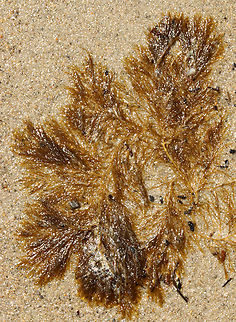 Stringy Acid Kelp - Desmarestia viridis Habitat: Floating around in the surf during low tide
https://www.jungledragon.com/image/155961/stringy_acid_kelp_-_desmarestia_viridis.html Desmarestia viridis,Geotagged,Spring,Stringy Acid Kelp,United States
