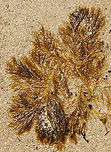 Stringy Acid Kelp - Desmarestia viridis Habitat: Floating around in the surf during low tide<br />
https://www.jungledragon.com/image/155961/stringy_acid_kelp_-_desmarestia_viridis.html Desmarestia viridis,Geotagged,Spring,Stringy Acid Kelp,United States