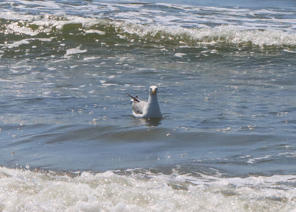 Gull - Larus argentatus If you ask a seabird if it&#039;s cold, don&#039;t be surprised if it looks back at you like this...<br />
<br />
Habitat: Surf at the beach on a chilly June day European herring gull,Geotagged,Larus,Larus argentatus,Spring,United States,gull,talking to birds