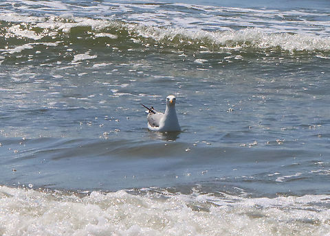 Gull - Larus argentatus If you ask a seabird if it's cold, don't be surprised if it looks back at you like this...

Habitat: Surf at the beach on a chilly June day European herring gull,Geotagged,Larus,Larus argentatus,Spring,United States,gull,talking to birds
