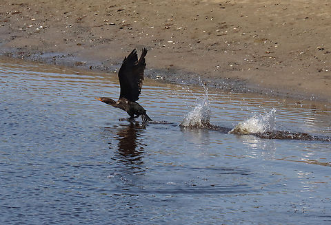 Double-crested Cormorant - Nannopterum auritum Habitat: Mud flats during low tide Double-crested cormorant,Geotagged,Nannopterum,Phalacrocorax auritus,Spring,United States,cormorant