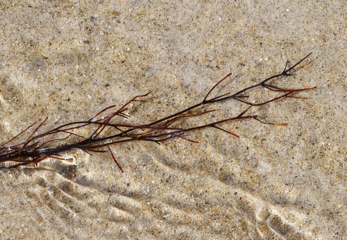Seaweed - Polyides sp.? I'm stumped for the ID on this one. It was long like Gracilaria sp., but had Y branching. So, my guess is Polyides for now.<br />
<br />
Habitat: Washed up on beach and in surf during low tide Geotagged,Polyides,Spring,United States,algae,rhodophyta,seaweed
