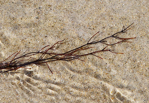 Seaweed - Polyides sp.? I'm stumped for the ID on this one. It was long like Gracilaria sp., but had Y branching. So, my guess is Polyides for now.

Habitat: Washed up on beach and in surf during low tide Geotagged,Polyides,Spring,United States,algae,rhodophyta,seaweed