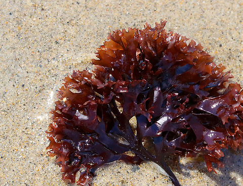 Irish Moss - Chondrus crispus Habitat: Washed up on beach during low tide
https://www.jungledragon.com/image/156026/irish_moss_-_chondrus_crispus.html Chondrus,Chondrus crispus,Geotagged,Irish moss,Spring,United States,algae,seaweed