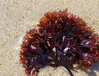 Irish Moss - Chondrus crispus Habitat: Washed up on beach during low tide<br />
https://www.jungledragon.com/image/156026/irish_moss_-_chondrus_crispus.html Chondrus,Chondrus crispus,Geotagged,Irish moss,Spring,United States,algae,seaweed