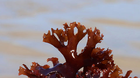 Irish Moss - Chondrus crispus Habitat: Washed up on beach during low tide
https://www.jungledragon.com/image/156025/irish_moss_-_chondrus_crispus.html Chondrus crispus,Geotagged,Irish moss,Spring,United States
