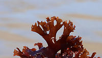 Irish Moss - Chondrus crispus Habitat: Washed up on beach during low tide<br />
https://www.jungledragon.com/image/156025/irish_moss_-_chondrus_crispus.html Chondrus crispus,Geotagged,Irish moss,Spring,United States