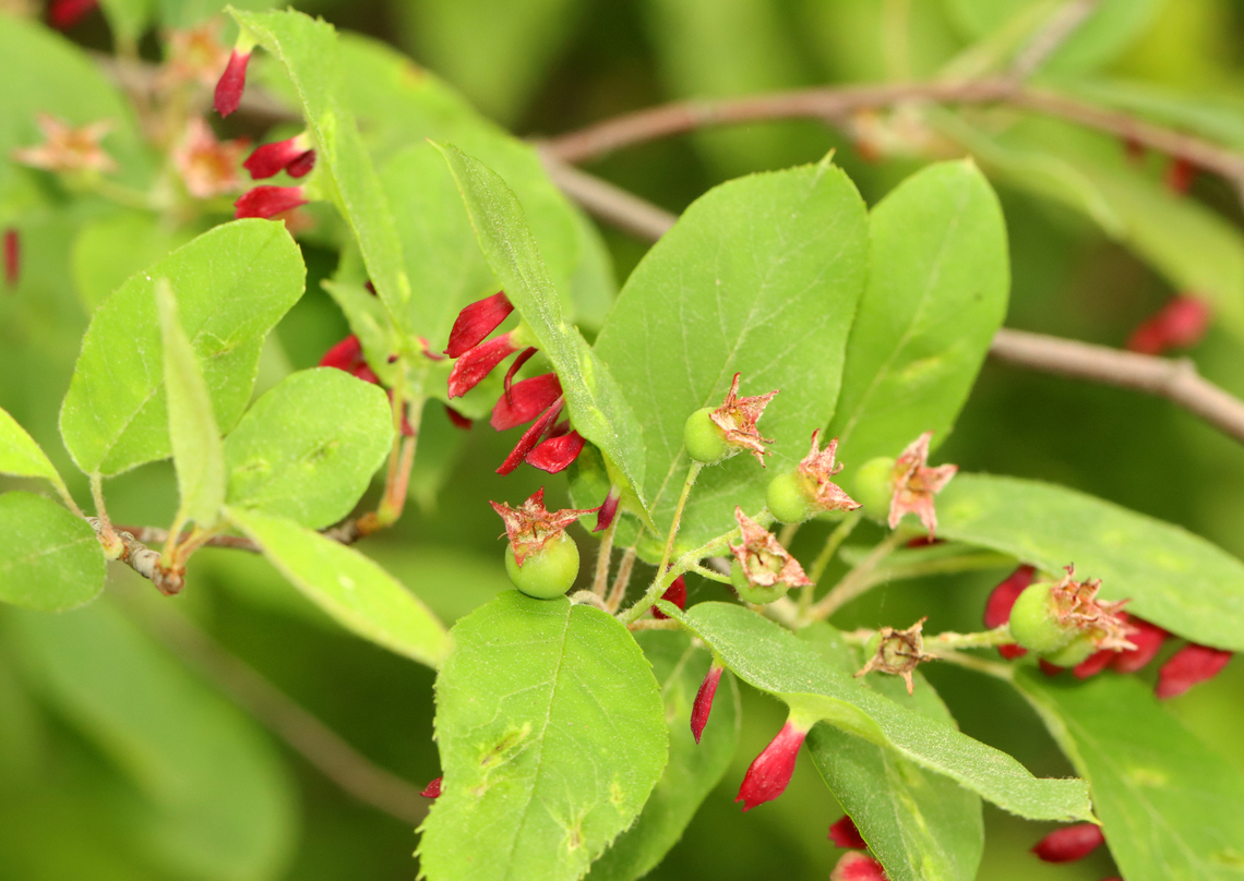 Galls (Blaesodiplosis sp.) on Shadbush (Amelanchier sp.)? The IDs for the galls and plant are guesses.<br />
<br />
Habitat: The shadbush was growing along the edge of a coastal meadow<br />
<figure class="photo"><a href="https://www.jungledragon.com/image/156033/galls_blaesodiplosis_sp._on_shadbush_amelanchier_sp.html" title="Galls (Blaesodiplosis sp.) on Shadbush (Amelanchier sp.)?"><img src="https://s3.amazonaws.com/media.jungledragon.com/images/3232/156033_thumb.jpg?AWSAccessKeyId=05GMT0V3GWVNE7GGM1R2&Expires=1769040010&Signature=9Xw8Q6GOuVmTra0Y8TgBARO9TPs%3D" width="114" height="152" alt="Galls (Blaesodiplosis sp.) on Shadbush (Amelanchier sp.)? The IDs for the galls and plant are guesses.<br />
<br />
Habitat: The shadbush was growing along the edge of a coastal meadow<br />
https://www.jungledragon.com/image/156033/galls_blaesodiplosis_sp._on_shadbush_amelanchier_sp.html<br />
https://www.jungledragon.com/image/156035/galls_blaesodiplosis_sp._on_shadbush_amelanchier_sp.html<br />
https://www.jungledragon.com/image/156034/galls_blaesodiplosis_sp._on_shadbush_amelanchier_sp.html Amelanchier,Eriophyidae,Geotagged,Spring,United States,galls,insect galls,mite galls,shadbush" /></a></figure><br />
<figure class="photo"><a href="https://www.jungledragon.com/image/156035/galls_blaesodiplosis_sp._on_shadbush_amelanchier_sp.html" title="Galls (Blaesodiplosis sp.) on Shadbush (Amelanchier sp.)?"><img src="https://s3.amazonaws.com/media.jungledragon.com/images/3232/156035_thumb.jpg?AWSAccessKeyId=05GMT0V3GWVNE7GGM1R2&Expires=1769040010&Signature=9xyPCSSi3SXYZLXbK8%2Fb7HdCoUA%3D" width="200" height="134" alt="Galls (Blaesodiplosis sp.) on Shadbush (Amelanchier sp.)? The IDs for the galls and plant are guesses.<br />
<br />
Habitat: The shadbush was growing along the edge of a coastal meadow<br />
https://www.jungledragon.com/image/156033/galls_blaesodiplosis_sp._on_shadbush_amelanchier_sp.html<br />
https://www.jungledragon.com/image/156035/galls_blaesodiplosis_sp._on_shadbush_amelanchier_sp.html<br />
https://www.jungledragon.com/image/156034/galls_blaesodiplosis_sp._on_shadbush_amelanchier_sp.html Geotagged,Spring,United States,galls" /></a></figure><br />
<figure class="photo"><a href="https://www.jungledragon.com/image/156034/galls_blaesodiplosis_sp._on_shadbush_amelanchier_sp.html" title="Galls (Blaesodiplosis sp.) on Shadbush (Amelanchier sp.)?"><img src="https://s3.amazonaws.com/media.jungledragon.com/images/3232/156034_thumb.jpg?AWSAccessKeyId=05GMT0V3GWVNE7GGM1R2&Expires=1769040010&Signature=krLzajaEXxmVLmfgWVfrq0D5s3o%3D" width="200" height="142" alt="Galls (Blaesodiplosis sp.) on Shadbush (Amelanchier sp.)? The IDs for the galls and plant are guesses.<br />
<br />
Habitat: The shadbush was growing along the edge of a coastal meadow<br />
https://www.jungledragon.com/image/156033/galls_blaesodiplosis_sp._on_shadbush_amelanchier_sp.html<br />
https://www.jungledragon.com/image/156035/galls_blaesodiplosis_sp._on_shadbush_amelanchier_sp.html<br />
https://www.jungledragon.com/image/156034/galls_blaesodiplosis_sp._on_shadbush_amelanchier_sp.html Geotagged,Spring,United States,galls" /></a></figure> Geotagged,Spring,United States,galls