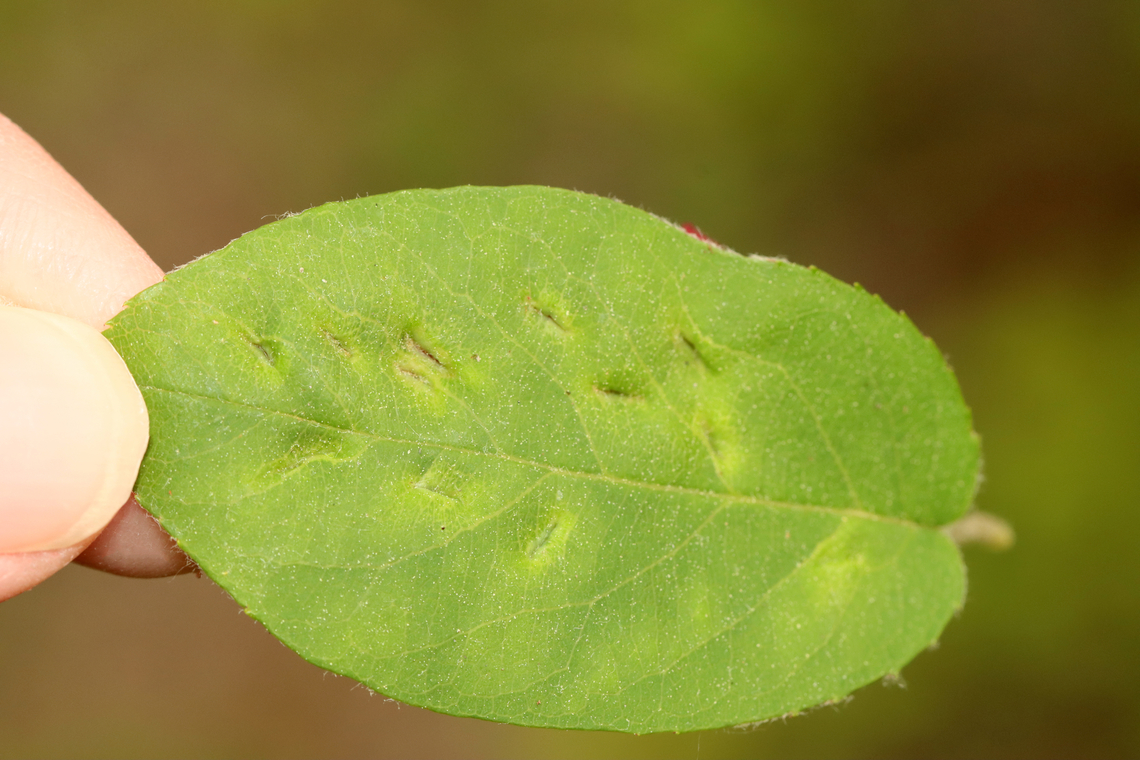 Galls (Blaesodiplosis sp.) on Shadbush (Amelanchier sp.)? The IDs for the galls and plant are guesses.<br />
<br />
Habitat: The shadbush was growing along the edge of a coastal meadow<br />
<figure class="photo"><a href="https://www.jungledragon.com/image/156033/galls_blaesodiplosis_sp._on_shadbush_amelanchier_sp.html" title="Galls (Blaesodiplosis sp.) on Shadbush (Amelanchier sp.)?"><img src="https://s3.amazonaws.com/media.jungledragon.com/images/3232/156033_thumb.jpg?AWSAccessKeyId=05GMT0V3GWVNE7GGM1R2&Expires=1759968010&Signature=oXuXAQPSWeqjfe8ElgI9Wy7Boys%3D" width="114" height="152" alt="Galls (Blaesodiplosis sp.) on Shadbush (Amelanchier sp.)? The IDs for the galls and plant are guesses.<br />
<br />
Habitat: The shadbush was growing along the edge of a coastal meadow<br />
https://www.jungledragon.com/image/156033/galls_blaesodiplosis_sp._on_shadbush_amelanchier_sp.html<br />
https://www.jungledragon.com/image/156035/galls_blaesodiplosis_sp._on_shadbush_amelanchier_sp.html<br />
https://www.jungledragon.com/image/156034/galls_blaesodiplosis_sp._on_shadbush_amelanchier_sp.html Amelanchier,Eriophyidae,Geotagged,Spring,United States,galls,insect galls,mite galls,shadbush" /></a></figure><br />
<figure class="photo"><a href="https://www.jungledragon.com/image/156035/galls_blaesodiplosis_sp._on_shadbush_amelanchier_sp.html" title="Galls (Blaesodiplosis sp.) on Shadbush (Amelanchier sp.)?"><img src="https://s3.amazonaws.com/media.jungledragon.com/images/3232/156035_thumb.jpg?AWSAccessKeyId=05GMT0V3GWVNE7GGM1R2&Expires=1759968010&Signature=2ZxUnDstVq3rPJfgVoODx58bSaA%3D" width="200" height="134" alt="Galls (Blaesodiplosis sp.) on Shadbush (Amelanchier sp.)? The IDs for the galls and plant are guesses.<br />
<br />
Habitat: The shadbush was growing along the edge of a coastal meadow<br />
https://www.jungledragon.com/image/156033/galls_blaesodiplosis_sp._on_shadbush_amelanchier_sp.html<br />
https://www.jungledragon.com/image/156035/galls_blaesodiplosis_sp._on_shadbush_amelanchier_sp.html<br />
https://www.jungledragon.com/image/156034/galls_blaesodiplosis_sp._on_shadbush_amelanchier_sp.html Geotagged,Spring,United States,galls" /></a></figure><br />
<figure class="photo"><a href="https://www.jungledragon.com/image/156034/galls_blaesodiplosis_sp._on_shadbush_amelanchier_sp.html" title="Galls (Blaesodiplosis sp.) on Shadbush (Amelanchier sp.)?"><img src="https://s3.amazonaws.com/media.jungledragon.com/images/3232/156034_thumb.jpg?AWSAccessKeyId=05GMT0V3GWVNE7GGM1R2&Expires=1759968010&Signature=56wbuLW4%2BA1nfj1O684jAIOpipo%3D" width="200" height="142" alt="Galls (Blaesodiplosis sp.) on Shadbush (Amelanchier sp.)? The IDs for the galls and plant are guesses.<br />
<br />
Habitat: The shadbush was growing along the edge of a coastal meadow<br />
https://www.jungledragon.com/image/156033/galls_blaesodiplosis_sp._on_shadbush_amelanchier_sp.html<br />
https://www.jungledragon.com/image/156035/galls_blaesodiplosis_sp._on_shadbush_amelanchier_sp.html<br />
https://www.jungledragon.com/image/156034/galls_blaesodiplosis_sp._on_shadbush_amelanchier_sp.html Geotagged,Spring,United States,galls" /></a></figure> Geotagged,Spring,United States,galls