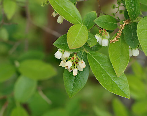 Highbush Blueberry - Vaccinium corymbosum Habitat: Coastal area Geotagged,Northern highbush blueberry,Spring,United States,Vaccinium,Vaccinium corymbosum,blueberry,highbush blueberry