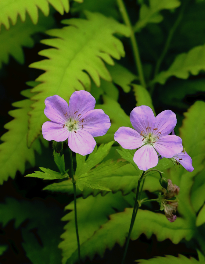 Geranium - Geranium maculatum Habitat: Coastal forest Geotagged,Geranium maculatum,Spring,United States,Wild Geranium,geranium