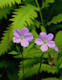 Geranium - Geranium maculatum Habitat: Coastal forest Geotagged,Geranium maculatum,Spring,United States,Wild Geranium,geranium