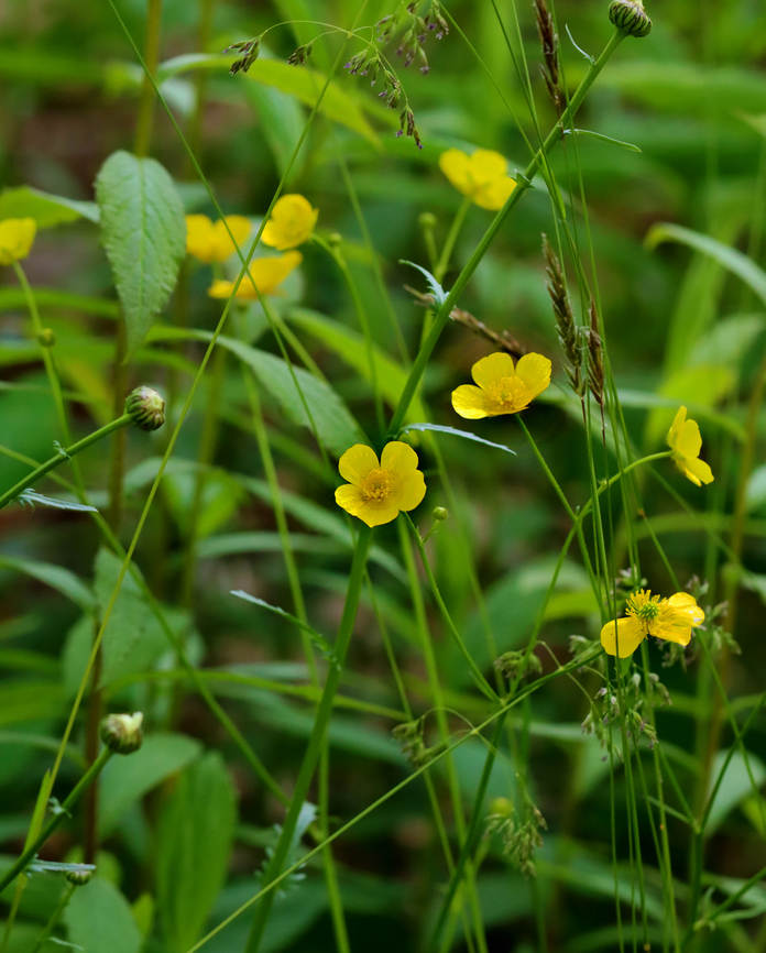 Buttercup - Ranunculus acris One of my favorite wildflowers.<br />
<br />
Habitat: Coastal meadow Geotagged,Meadow buttercup,Ranunculus,Ranunculus acris,Spring,United States,buttercup